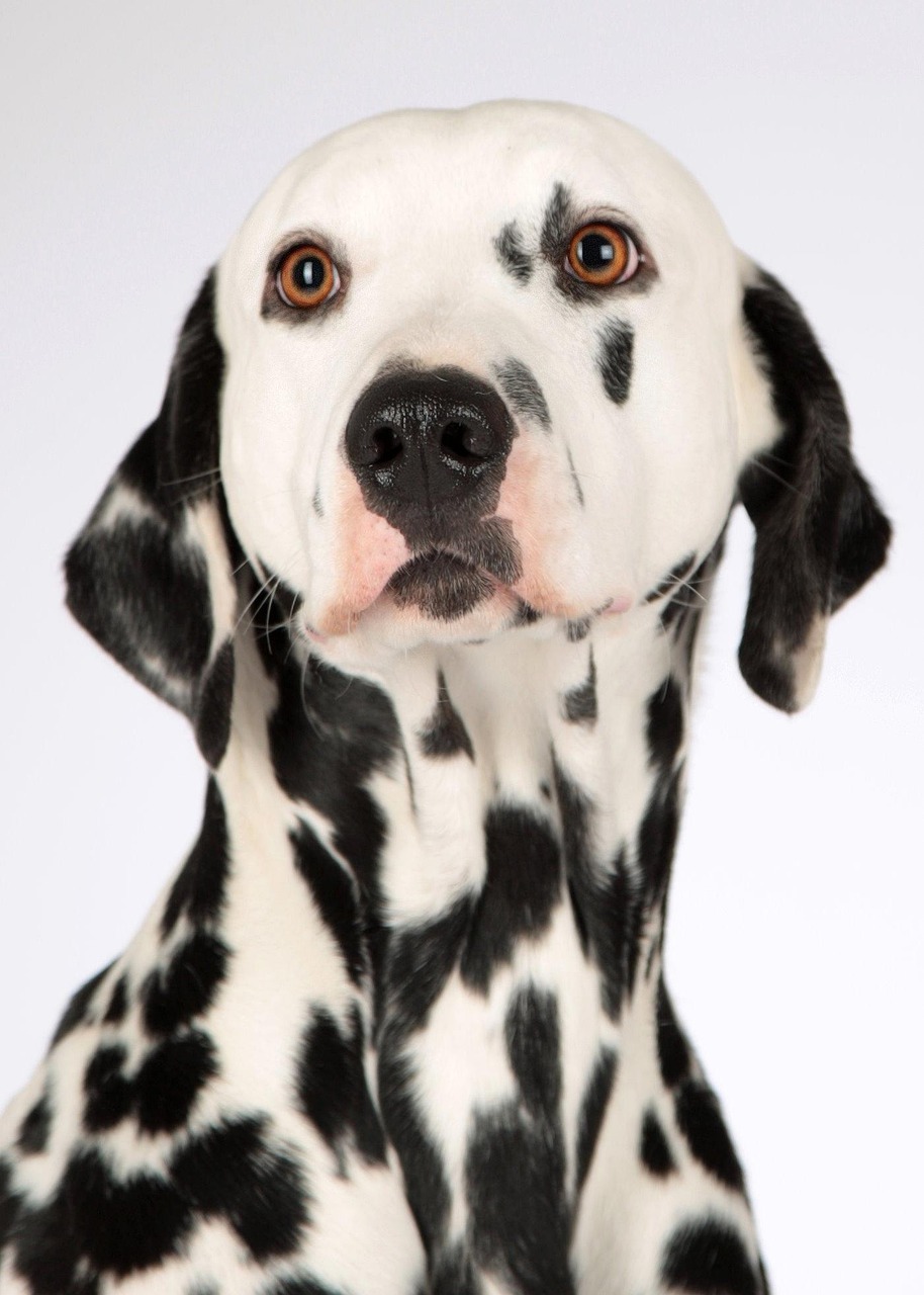 Pet care team